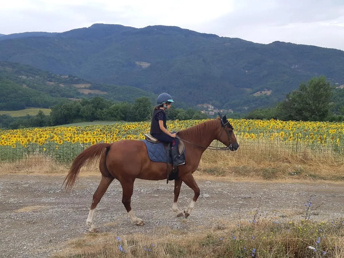 Agriturismo Fattoria Il Ginepro Villa Talla Italy