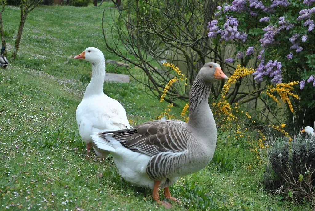 Farm stay Agriturismo Fattoria Il Ginepro Villa Talla Italy